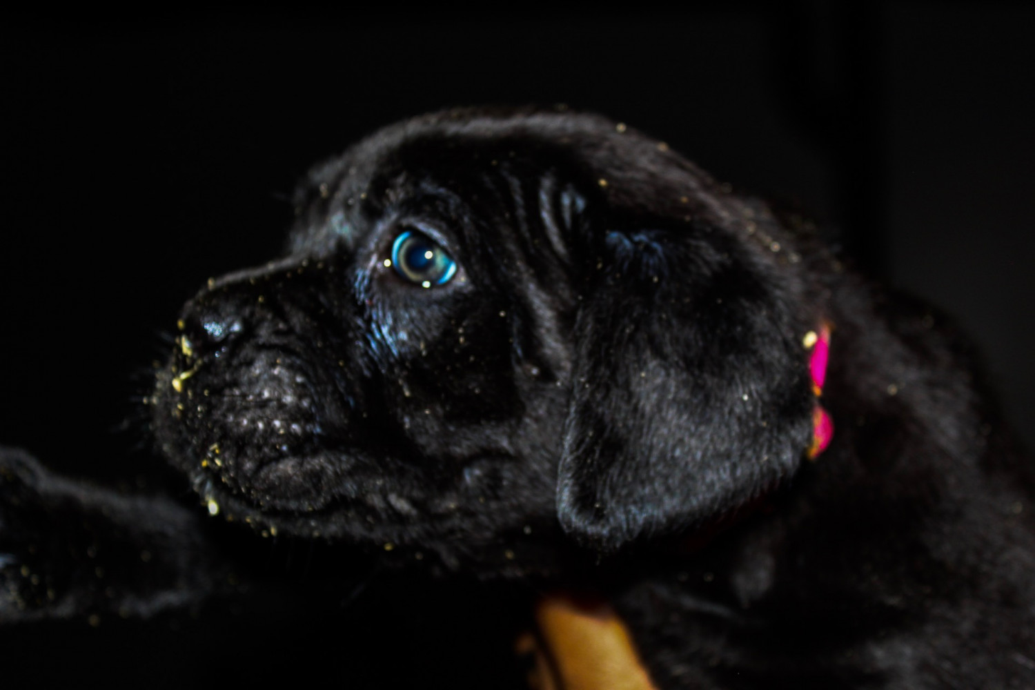 Cane Corso Puppies For Sale Atlanta Ga 289066