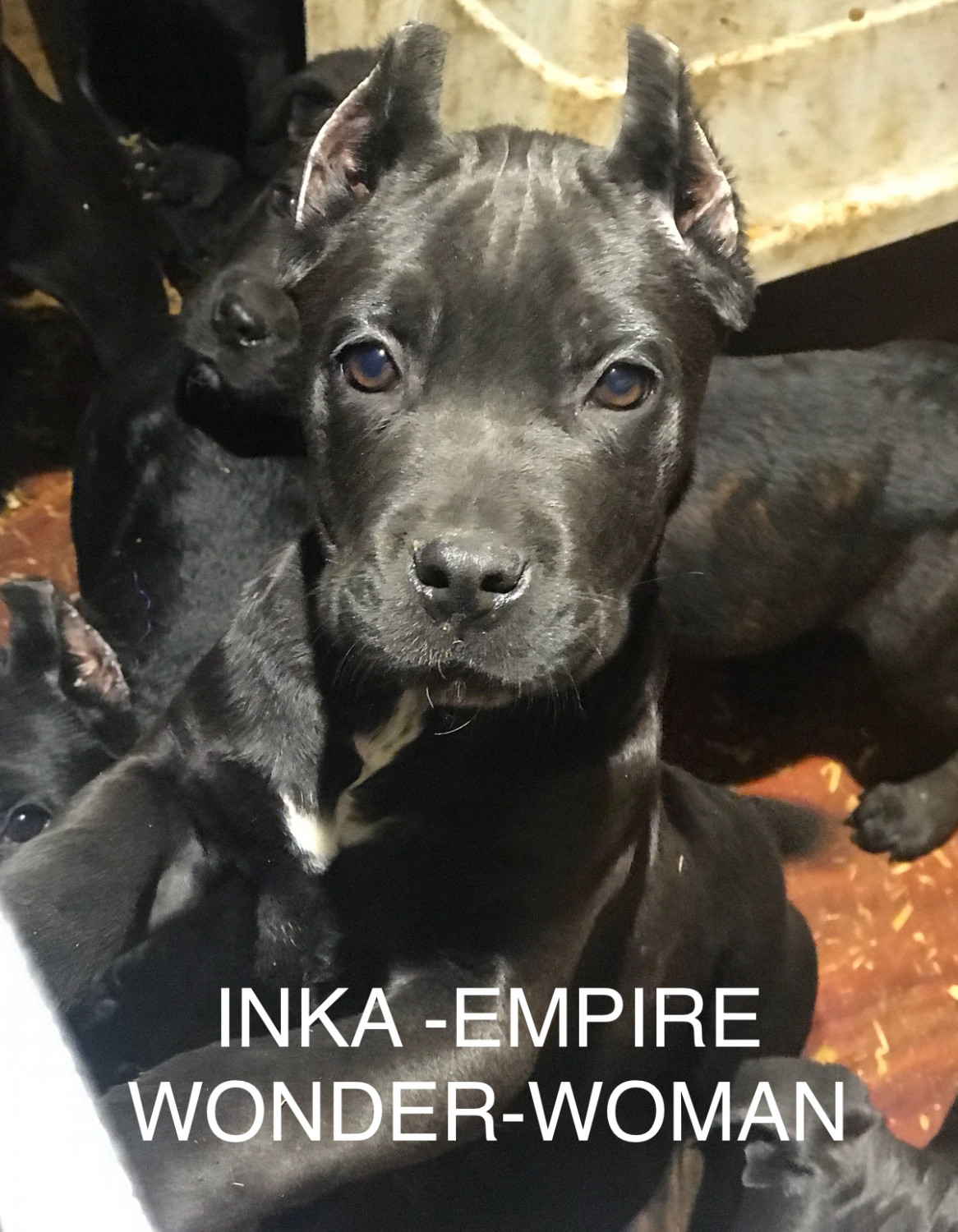 Cane Corso Puppies For Sale Brewster, NY 289168