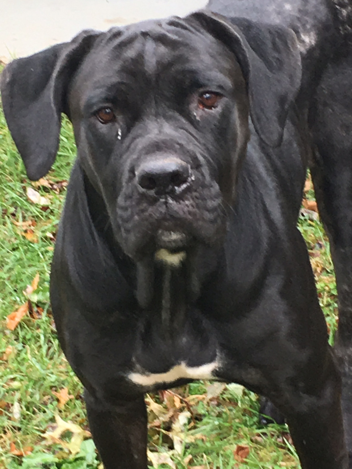 Cane Corso Puppies For Sale | Painesville, OH #290028