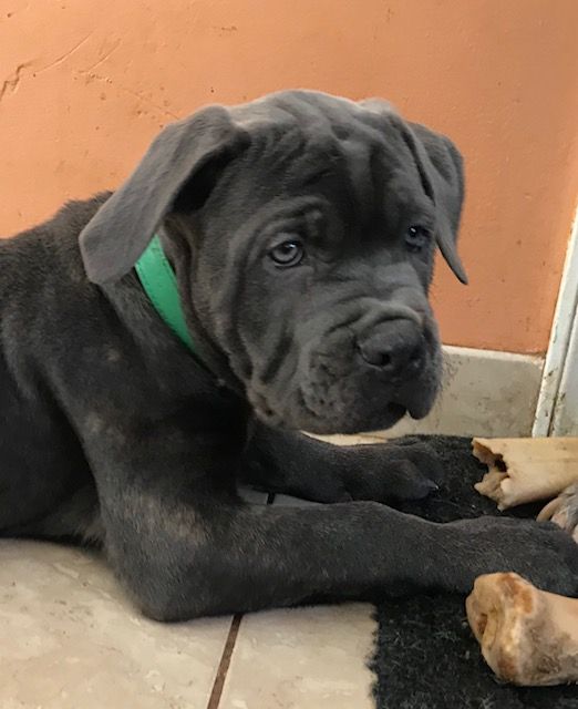 Cane Corso Puppies For Sale Long Branch, NJ 290182