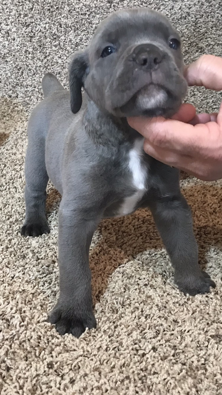 Cane Corso Puppies For Sale Houston, OH 290579
