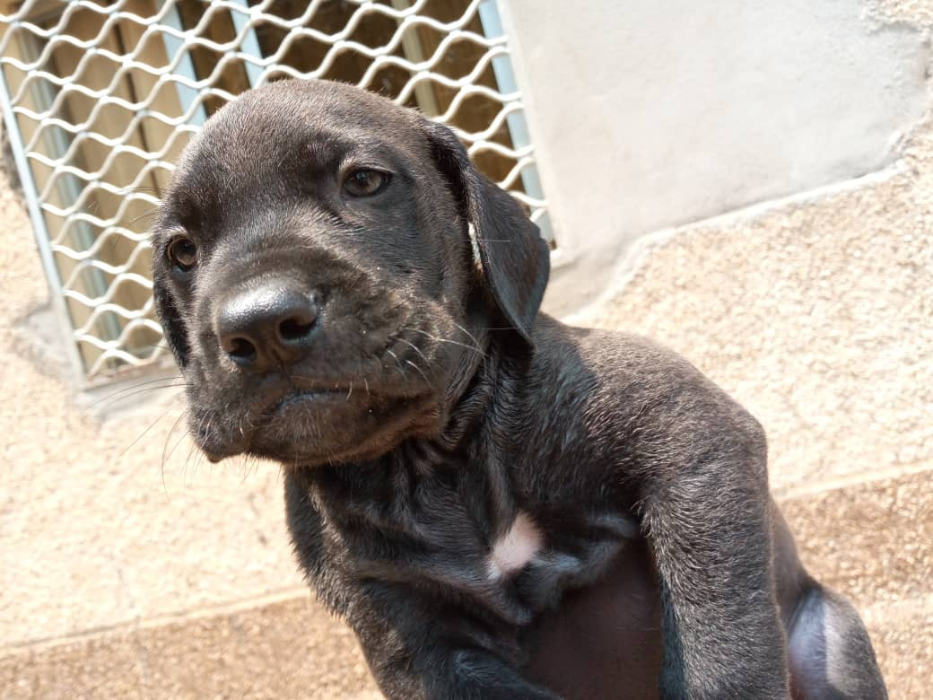 Cane Corso Puppies For Sale Istanbul Street, FL 291454