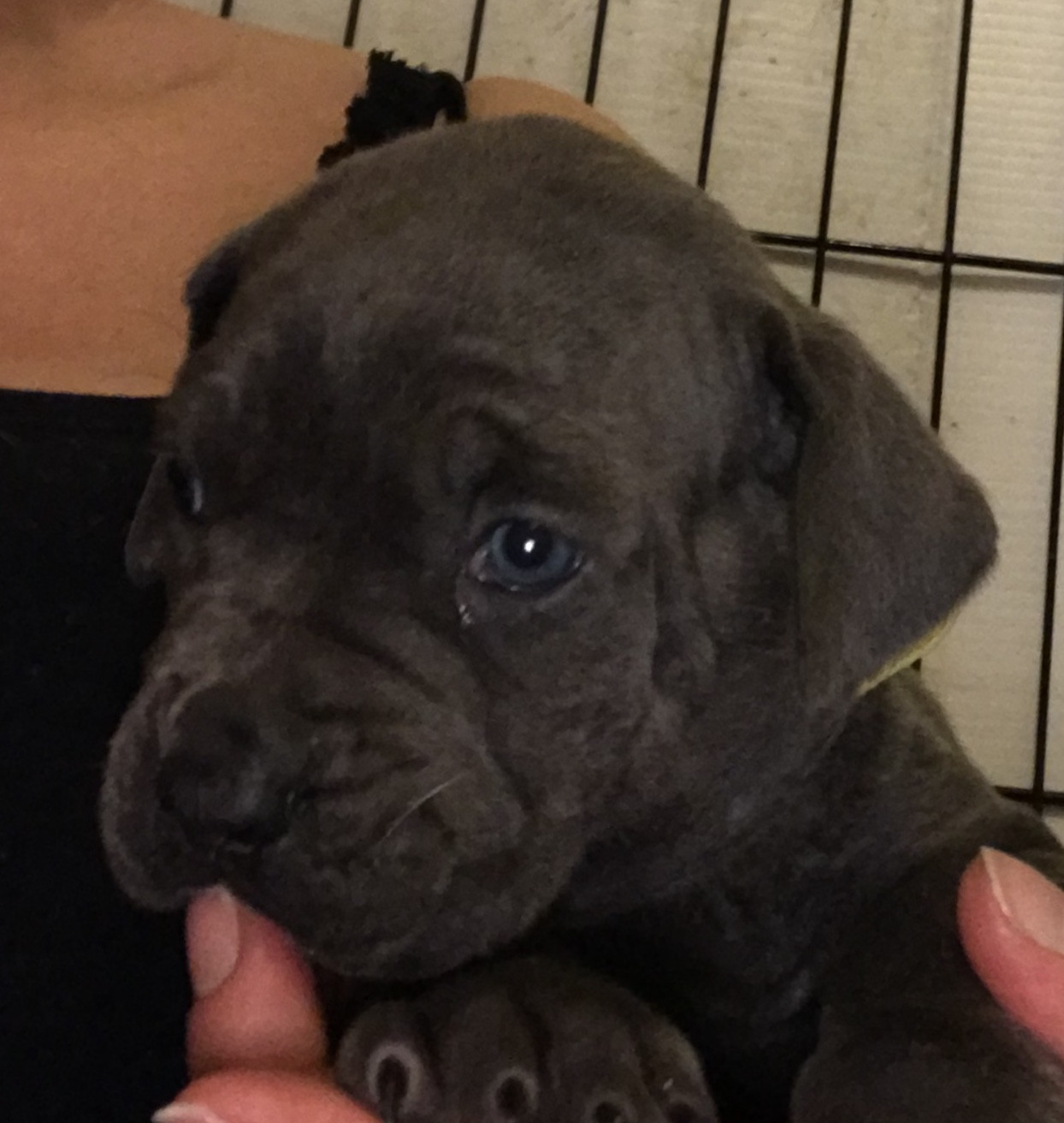 Cane Corso Puppies For Sale Long Branch, NJ 291835