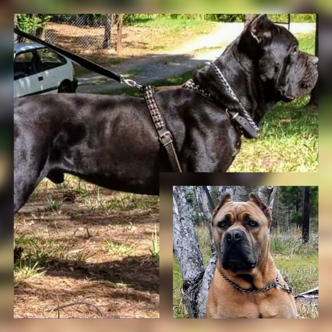 Cane Corso Puppies For Sale Atlanta, GA 292651