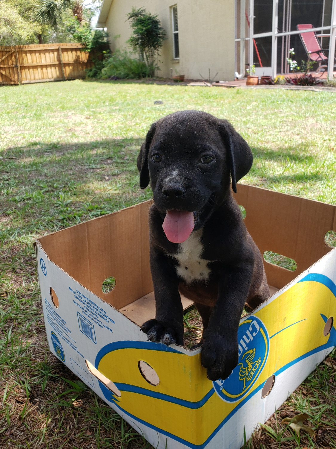 Cane Corso Puppies For Sale Tampa, FL 296089 Petzlover