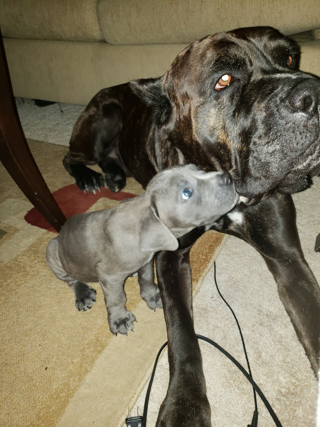 Cane Corso Puppies For Sale Tampa, FL 296089 Petzlover