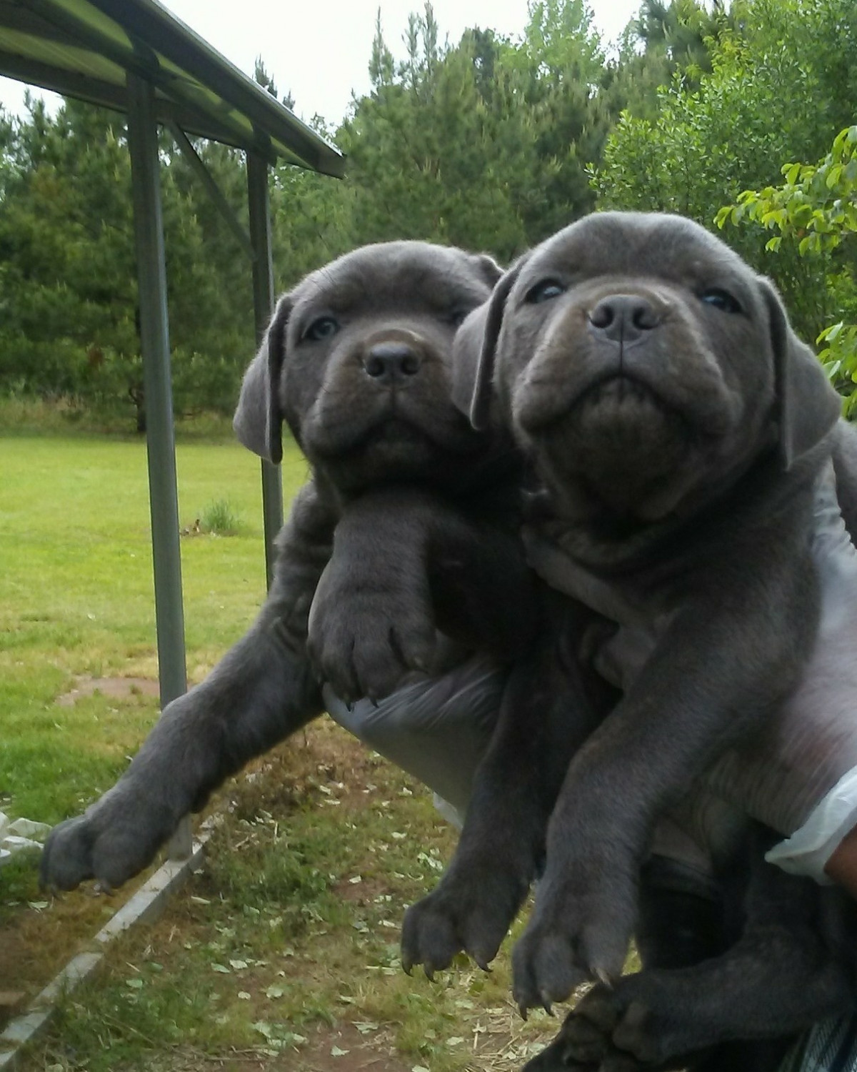 Cane Corso Puppies For Sale Atlanta, GA 292651