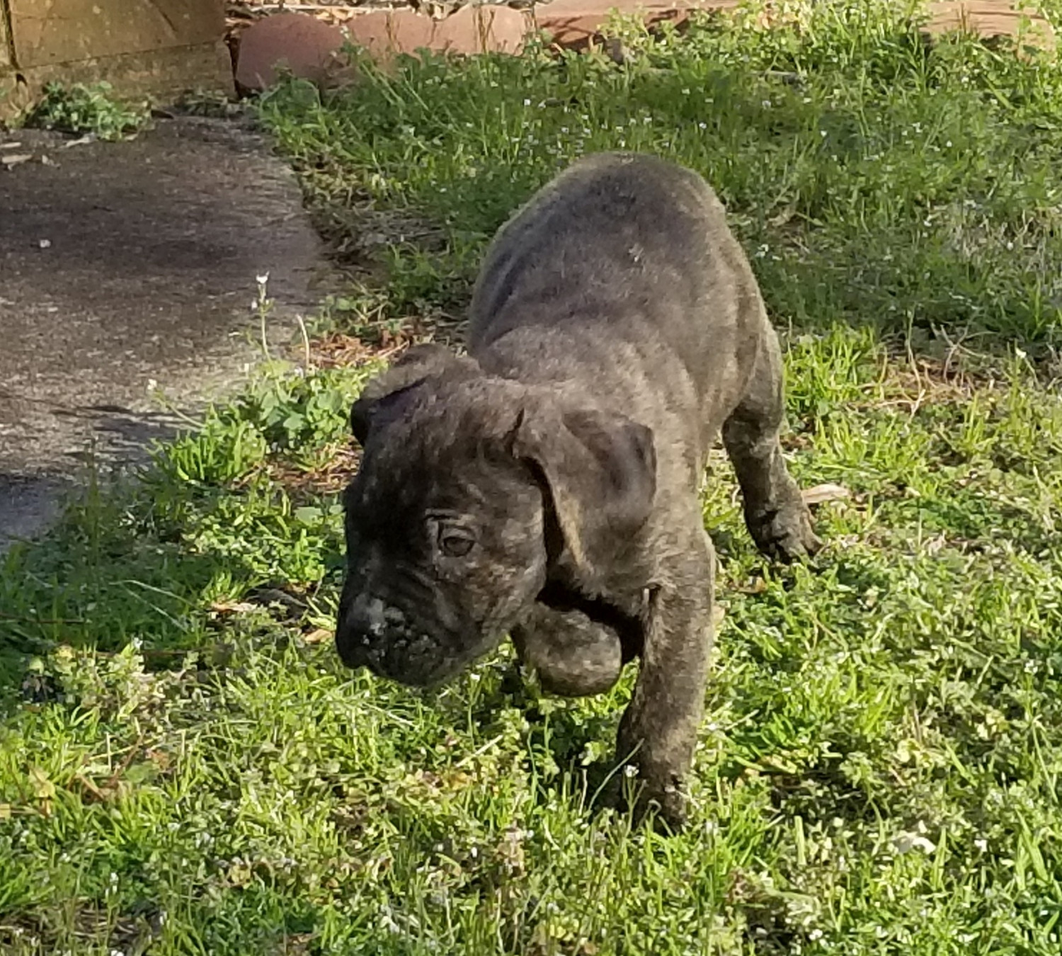 Cane Corso Puppies For Sale Charlotte, NC 296949