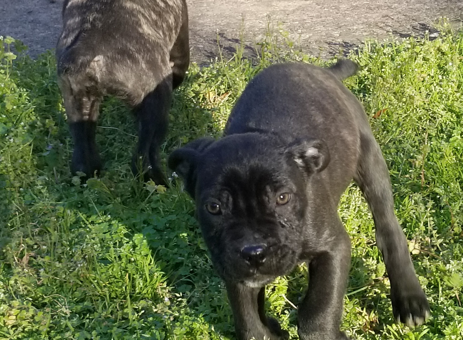 Cane Corso Puppies For Sale Charlotte, NC 296949