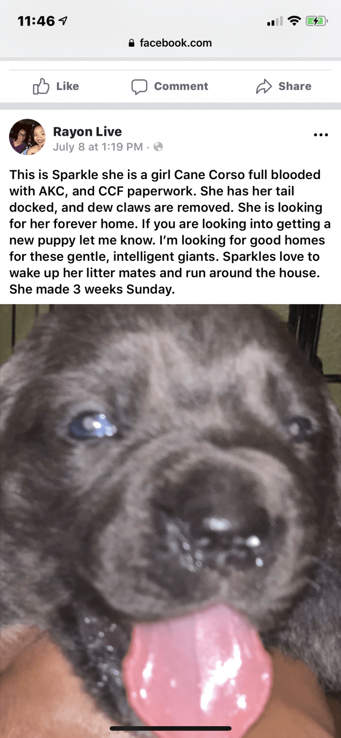 Cane Corso Puppies For Sale Harvey La 302265 Petzlover