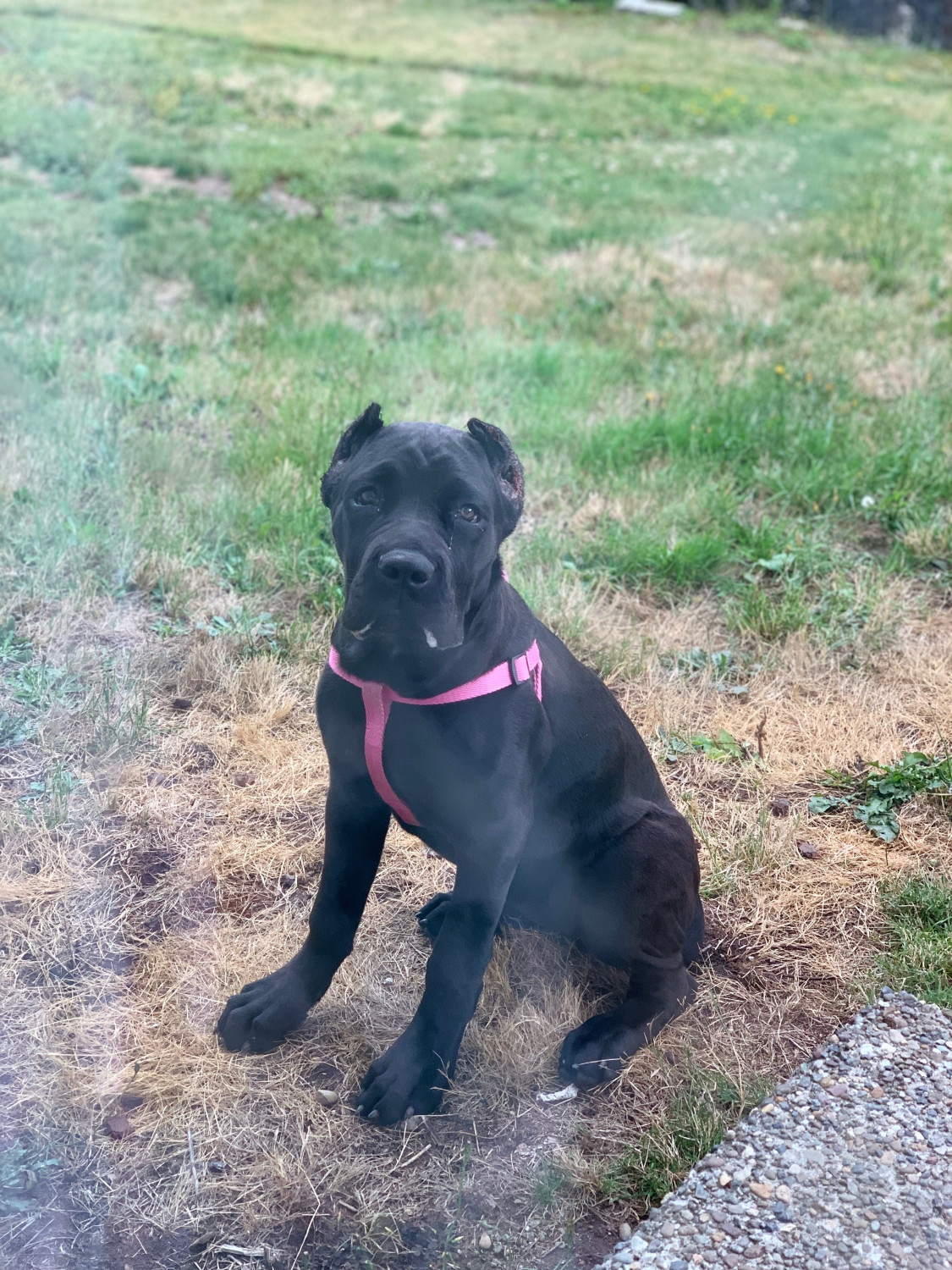Cane Corso Puppies For Sale Port Orchard, WA 302995