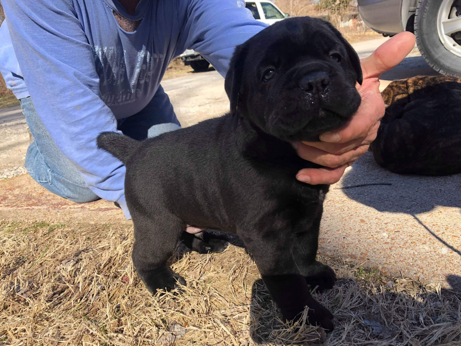 Cane Corso Puppies For Sale St. Louis, MO 304609