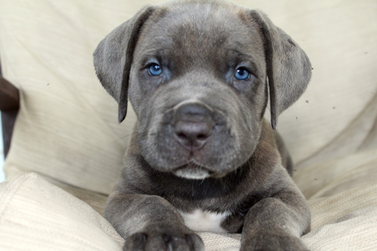 Cane Corso Puppies For Sale Lumber City, GA 303595