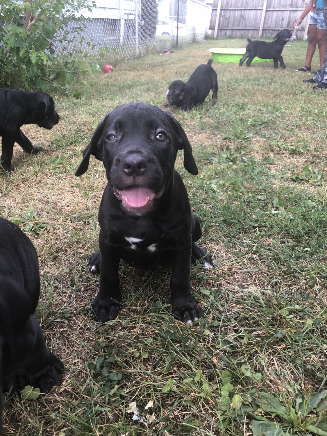 Cane Corso Puppies For Sale | Columbus, OH #305356