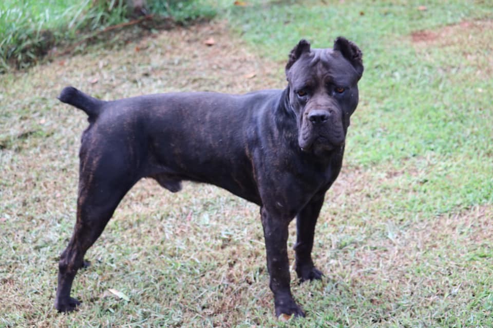 Cane Corso Puppies For Sale | Cemetery Road, SC #306256