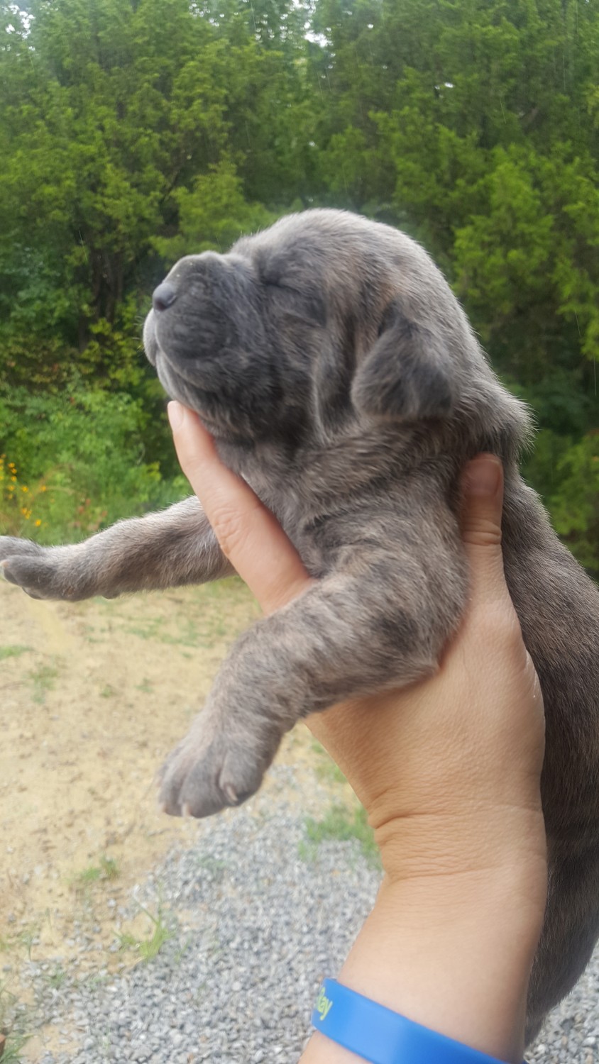Cane Corso Puppies For Sale In Louisiana