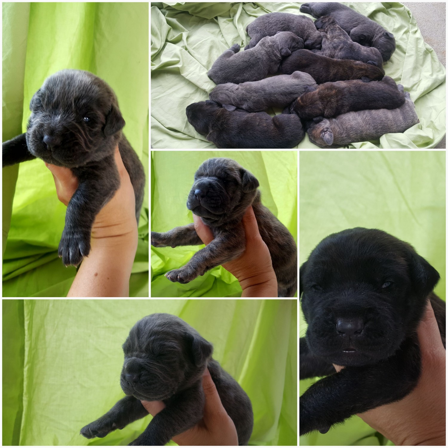Cane Corso Puppies For Sale In Ky l2sanpiero
