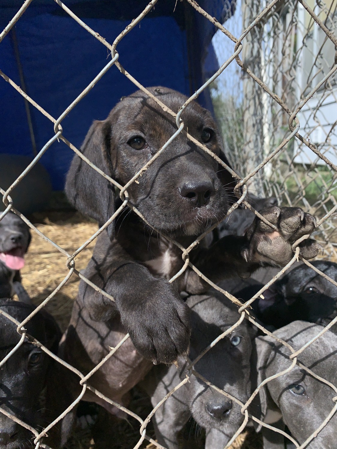 Cane Corso Puppies For Sale Saint Joseph, MO 307079