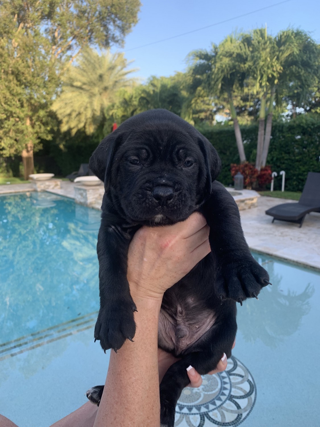 Cane Corso Puppies For Sale Miami, FL 308992 Petzlover