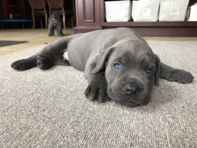 Cane Corso Puppies For Sale Long Island, NY 311822