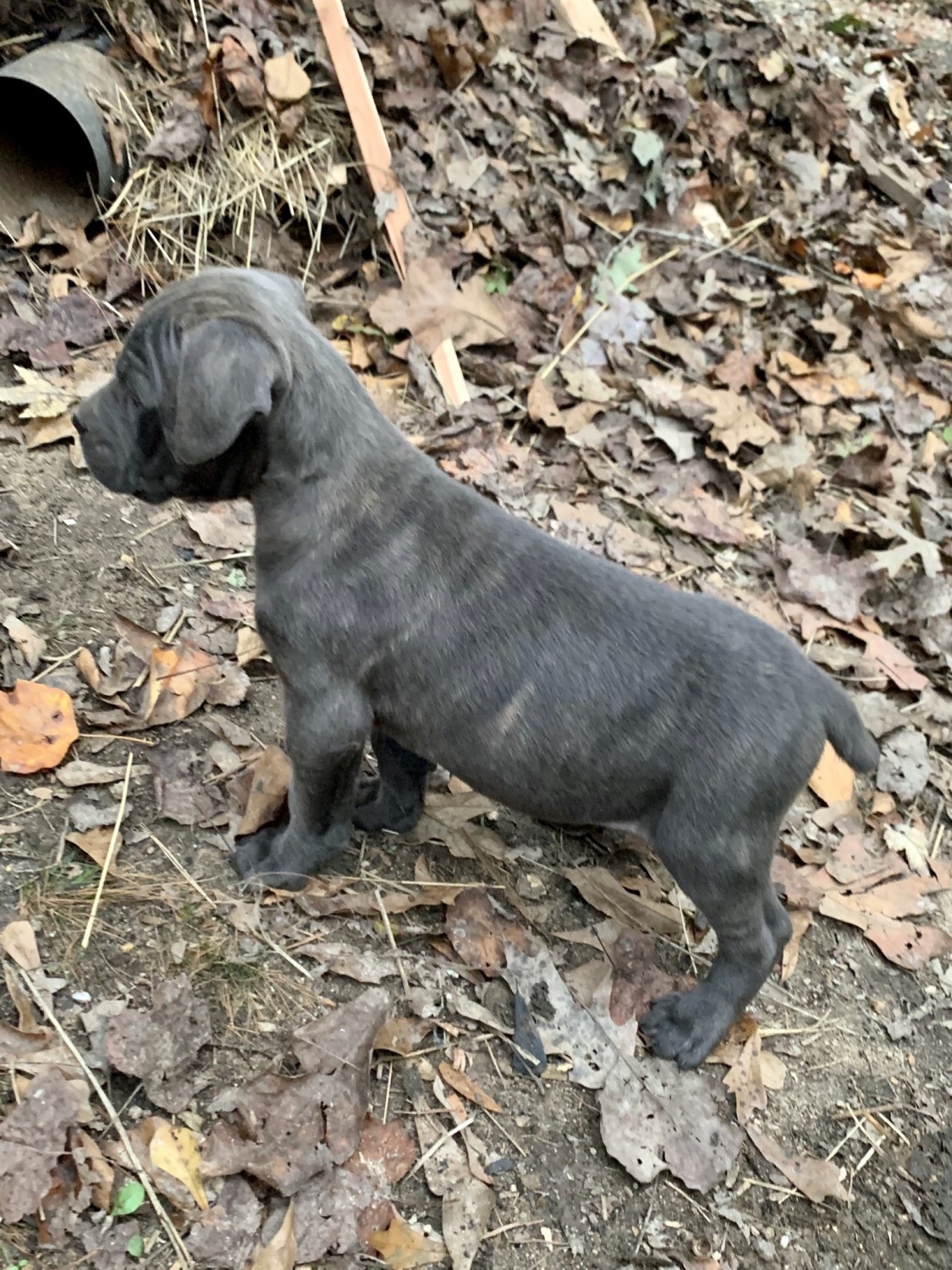 Cane Corso Puppies For Sale | Charleston, SC #313518