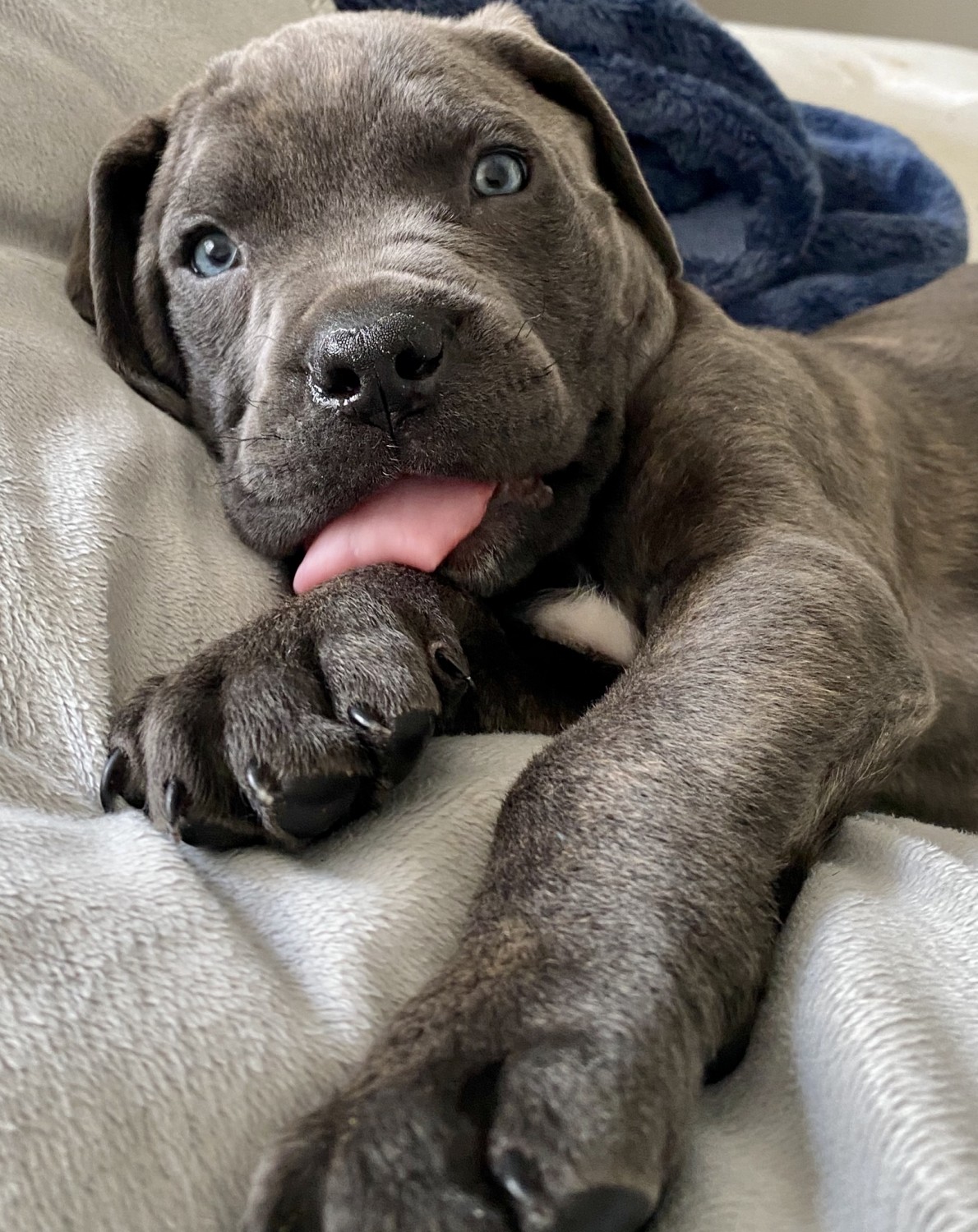 How Much Are Cane Corso Puppies Blossom Cane Corso