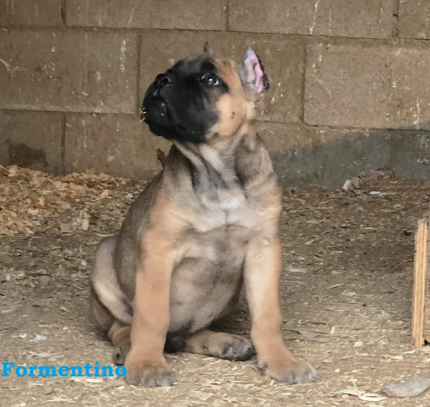 Cane Corso Puppies For Sale Palmdale, CA 317463