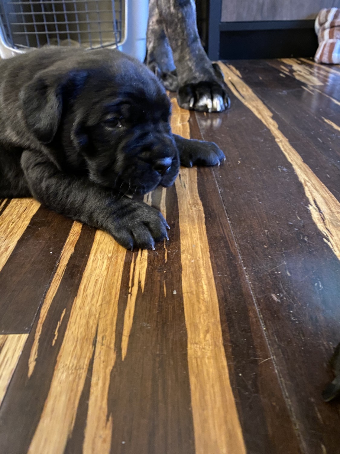 Cane Corso Puppies For Sale King VA 320158