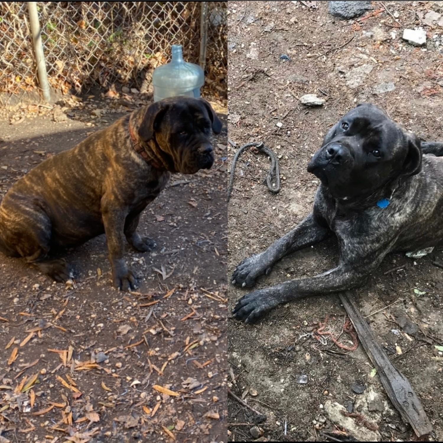 Cane Corso Puppies For Sale King VA 320158