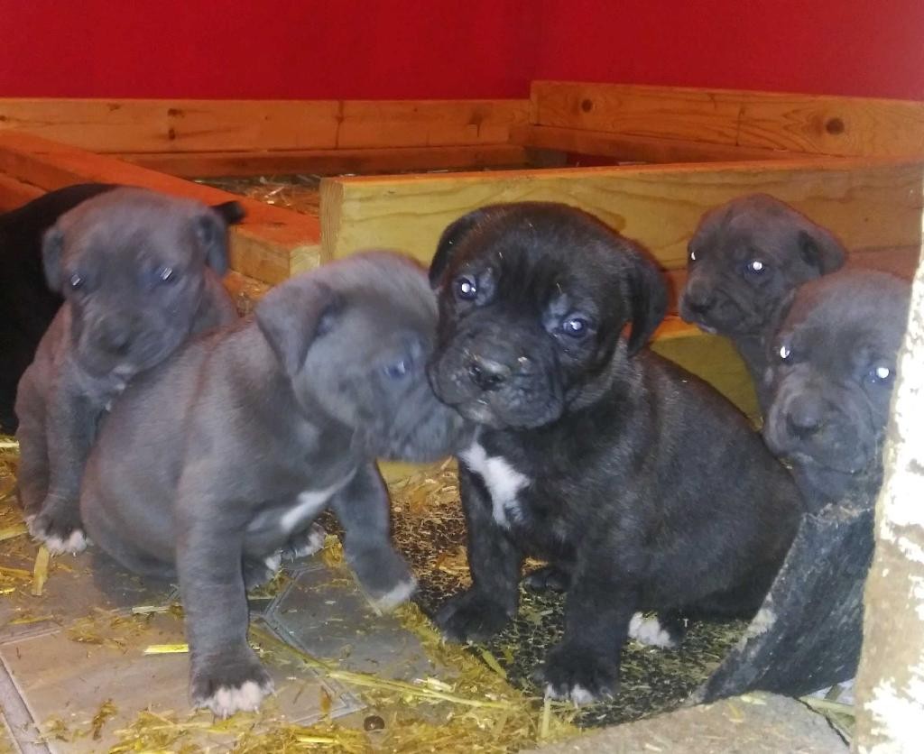 Cane Corso Puppies For Sale Memphis, TN 320365