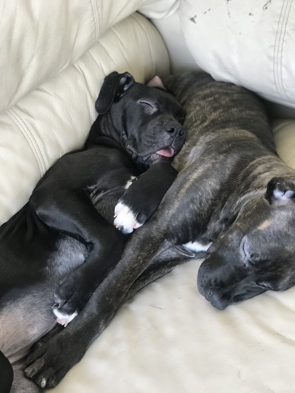 Cane Corso Puppies For Sale Westminster, CO 325227