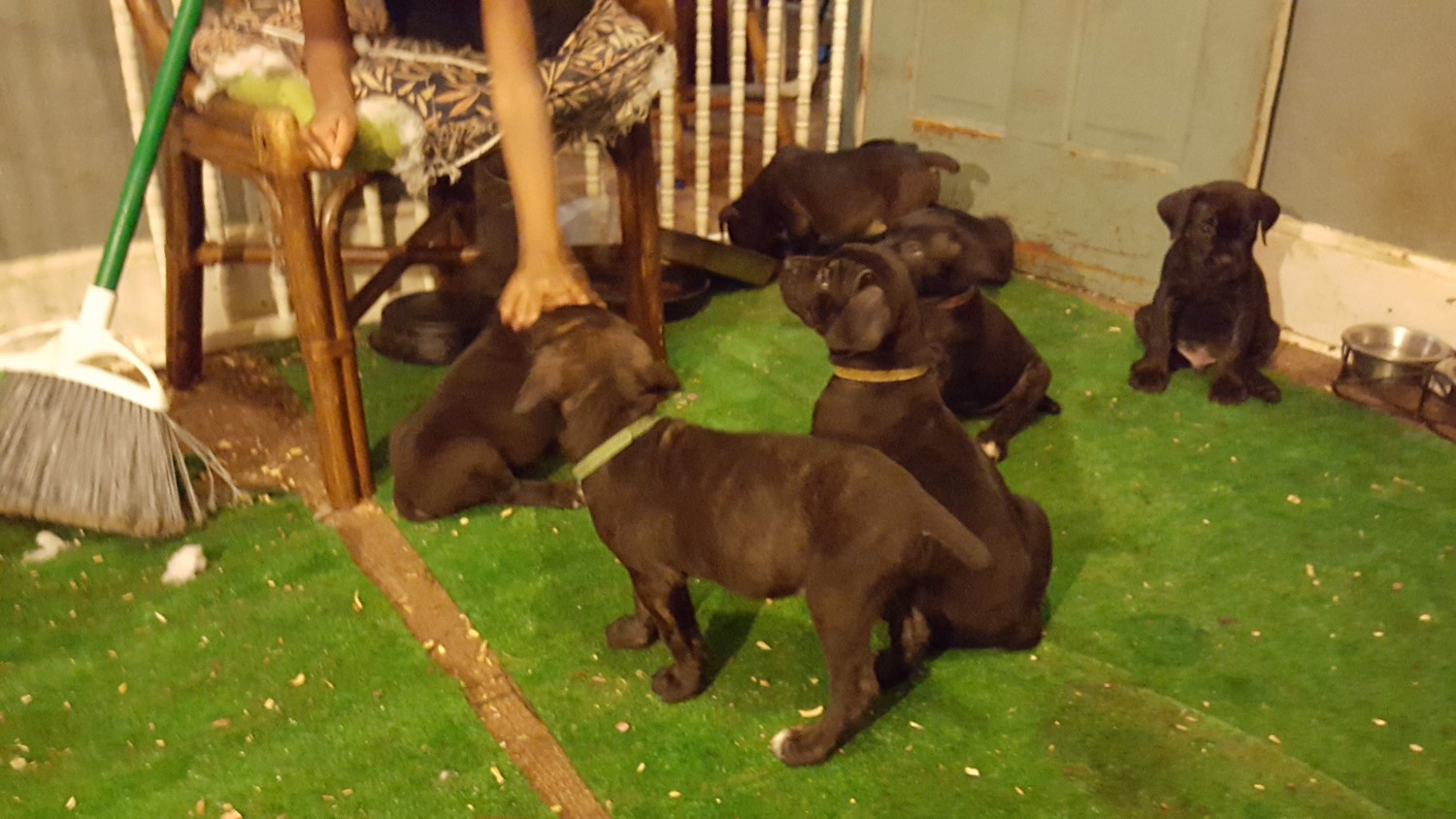 Cane Corso Puppies For Sale Milwaukee, WI 325372