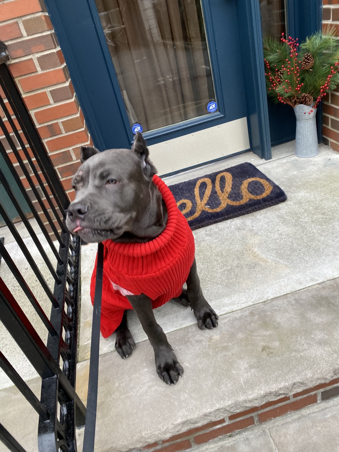 Cane Corso Puppies For Sale Jersey City, NJ 326299