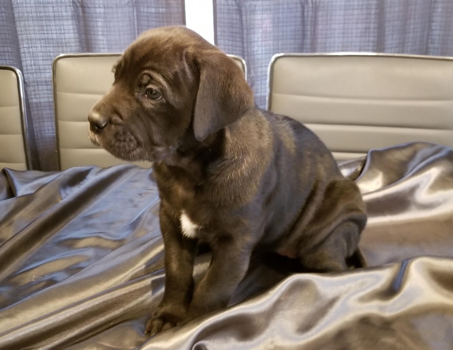 Cane Corso Puppies For Sale Sioux City, IA 326367