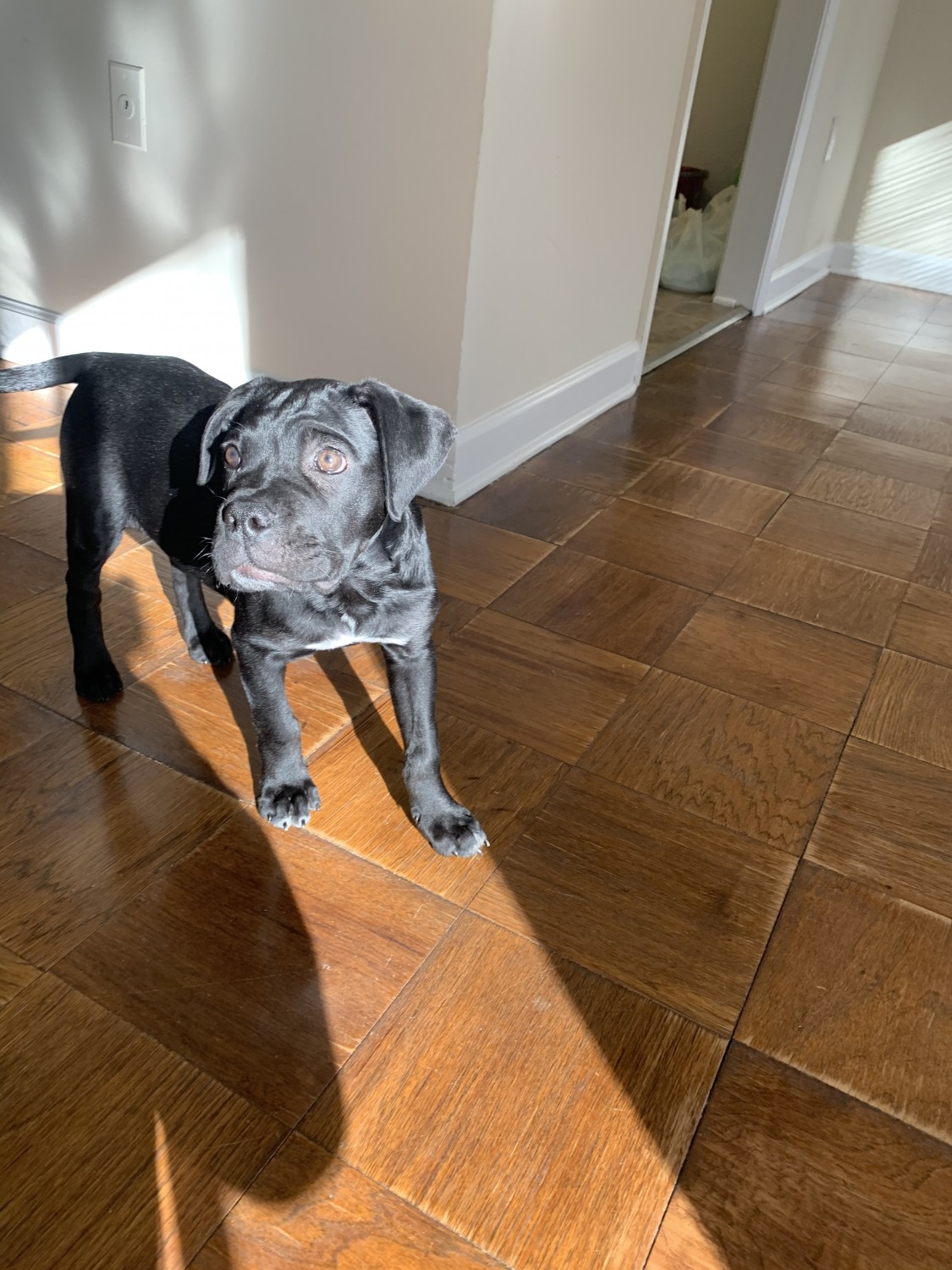 Cane Corso Puppies For Sale Silver Spring, MD 326869