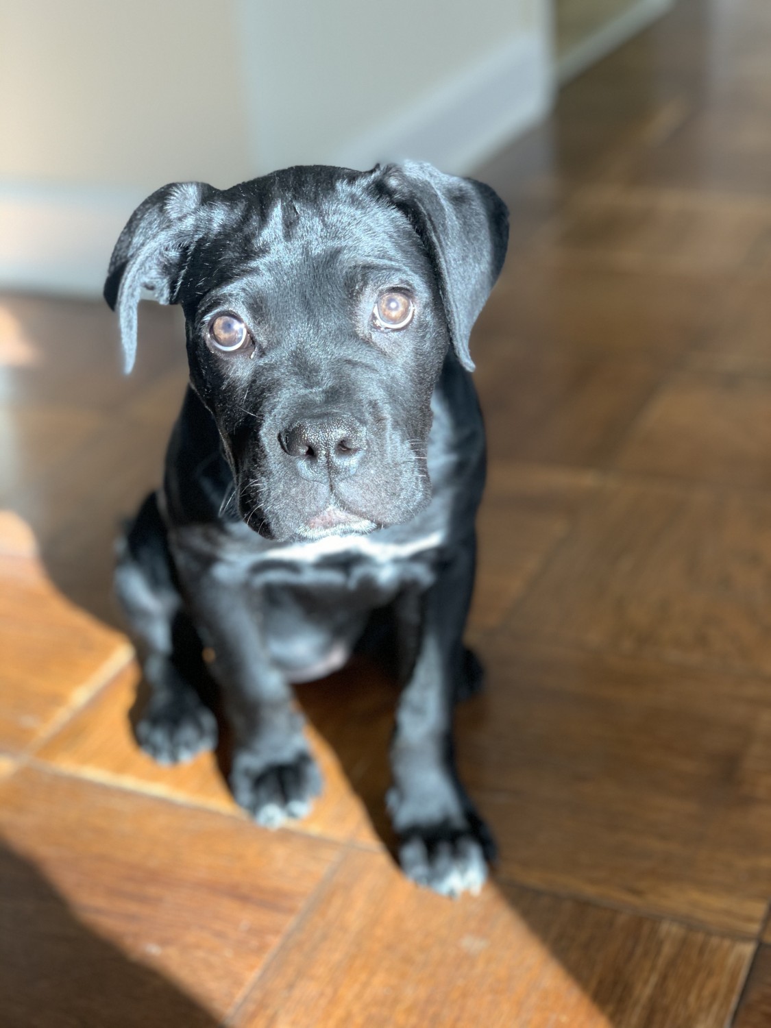 Cane Corso Puppies For Sale Silver Spring, MD 326869