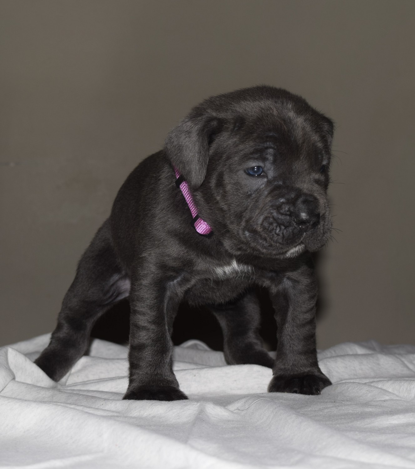 Cane Corso Puppies For Sale Wyoming, MI 327547