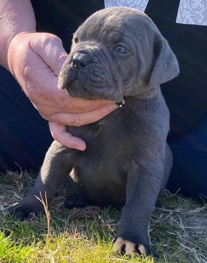 Cane Corso Puppies For Sale New York, NY 333014