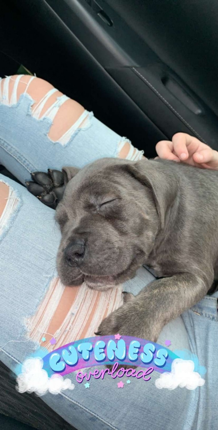 Cane Corso Puppies For Sale Orlando, FL 334821