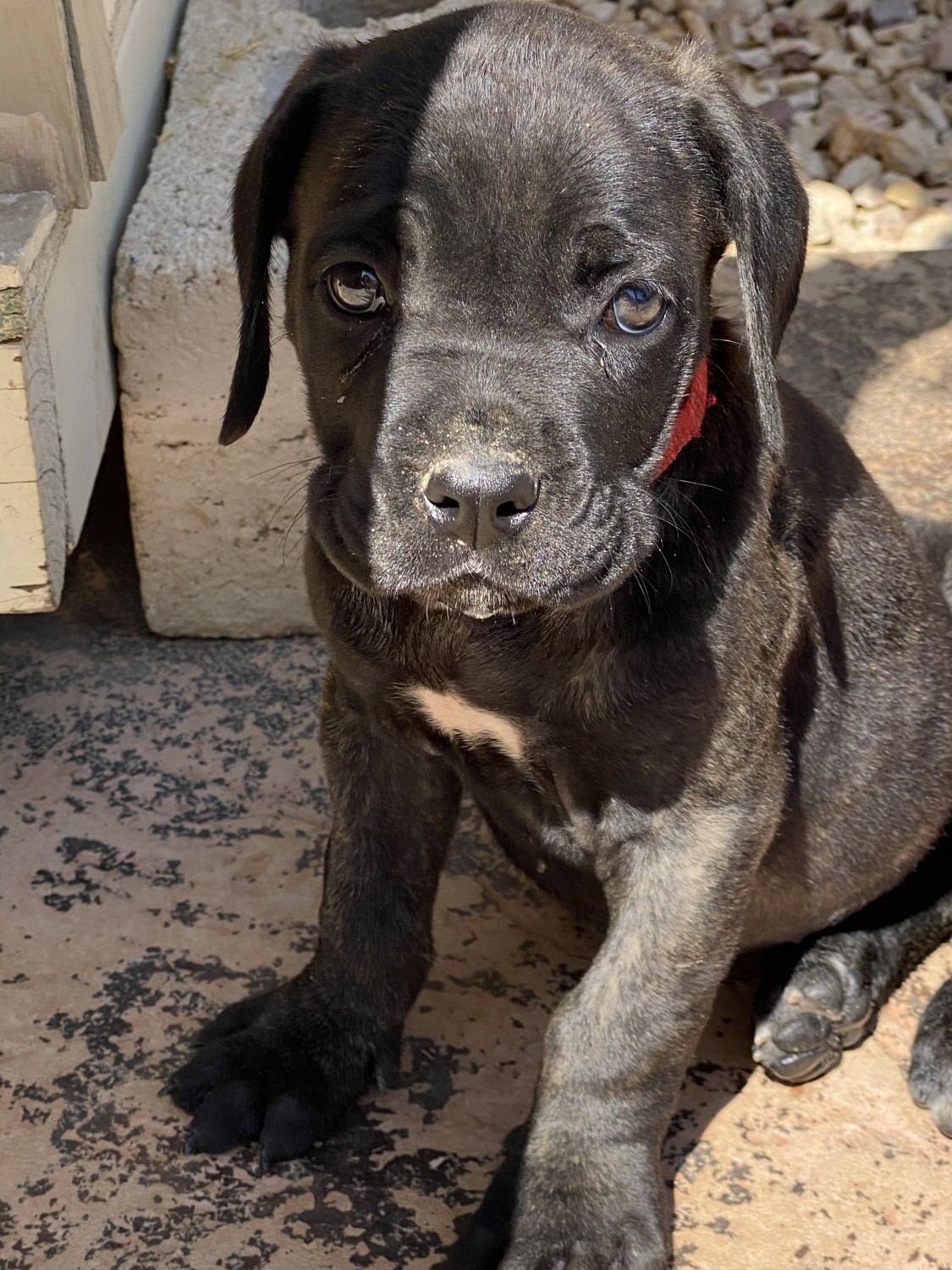 Cane Corso Puppies For Sale Riverside County, CA 336685