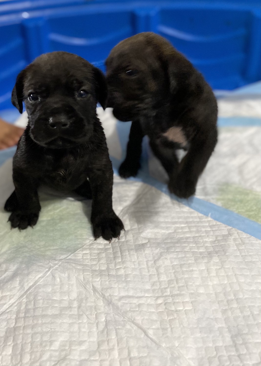 Cane Corso Puppies For Sale Orlando, FL 344316