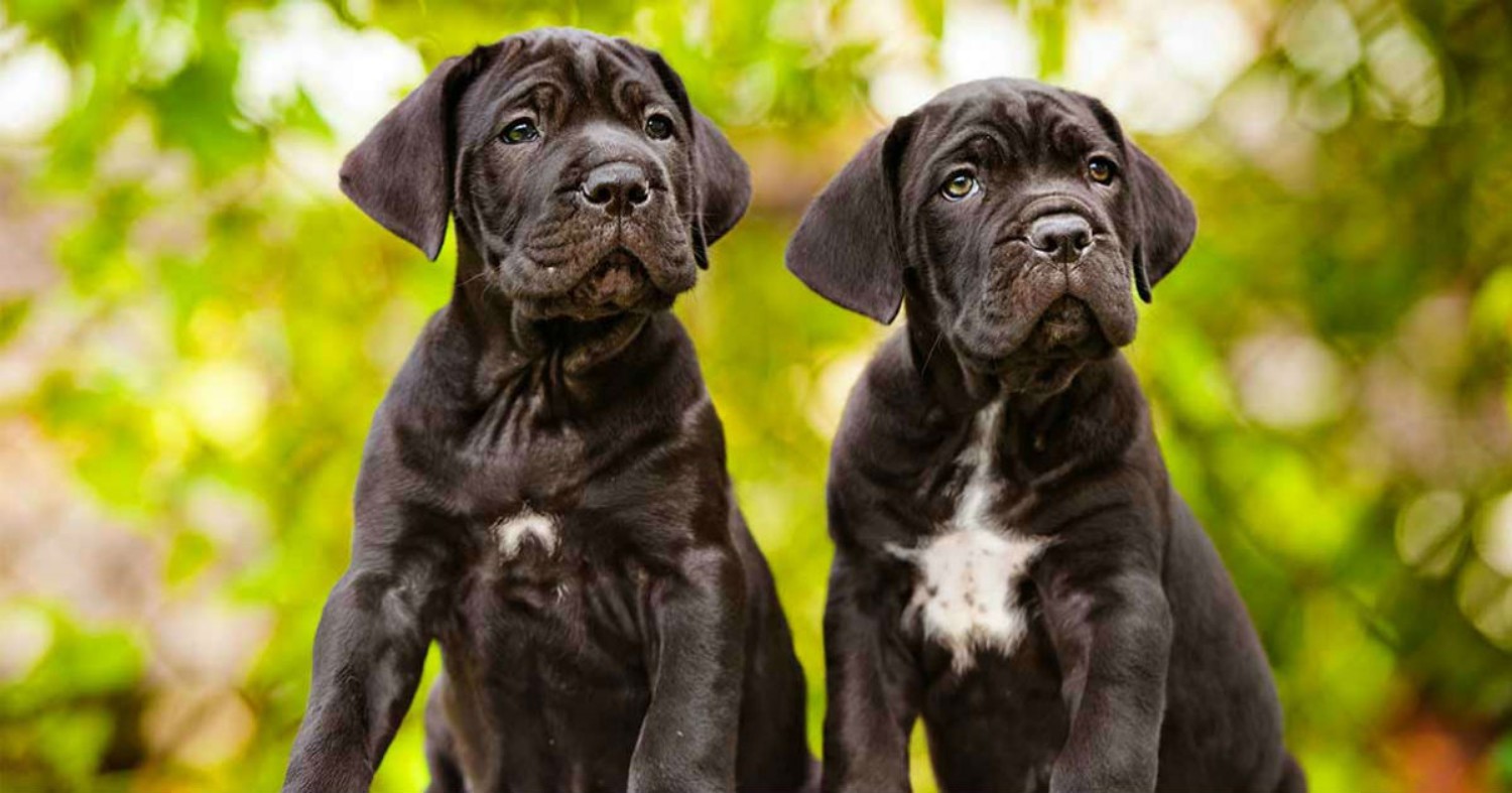 Cane Corso Dog Breed Information, Images, Characteristics