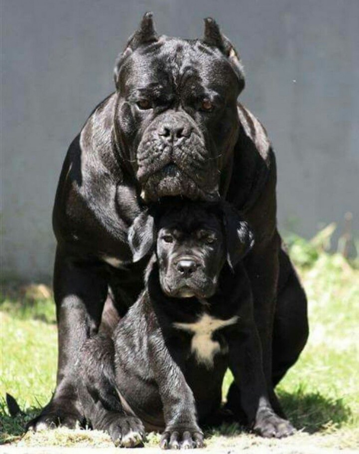 Cane Corso Dog Breed Information, Images, Characteristics