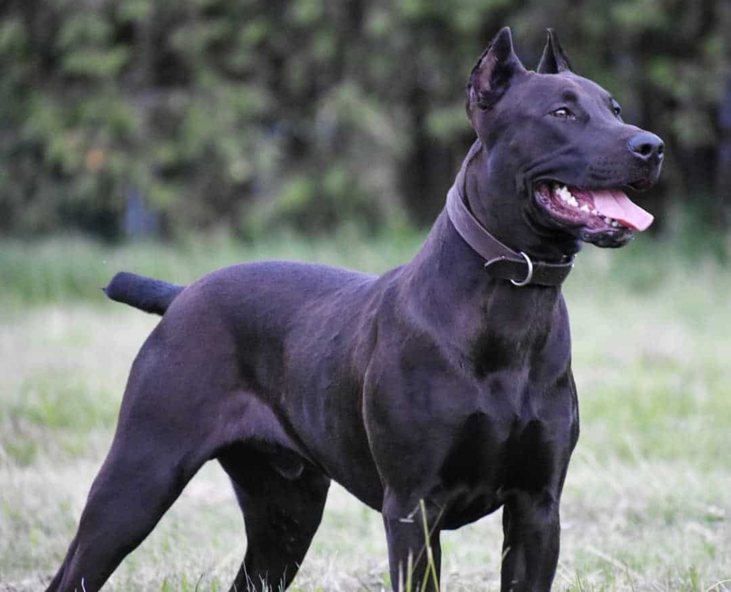 Canis Panther vs Doberman Pinscher Breed Comparison