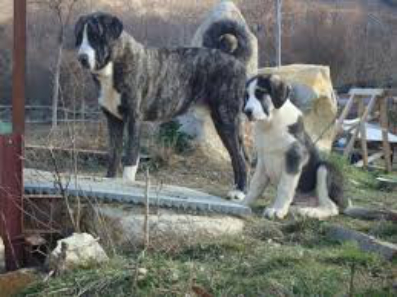 Cao De Gado Transmontano Dog Breed Information Images Characteristics Health