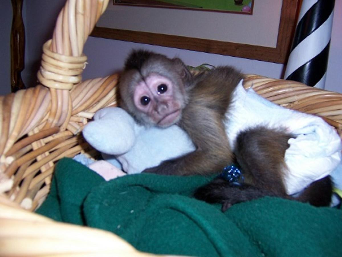 Капуцин обезьяна домашняя
