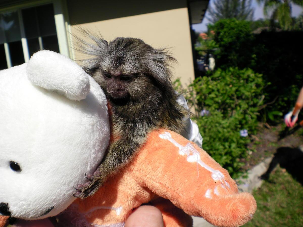 Capuchins Monkey Animals For Sale Knoxville, TN 93523