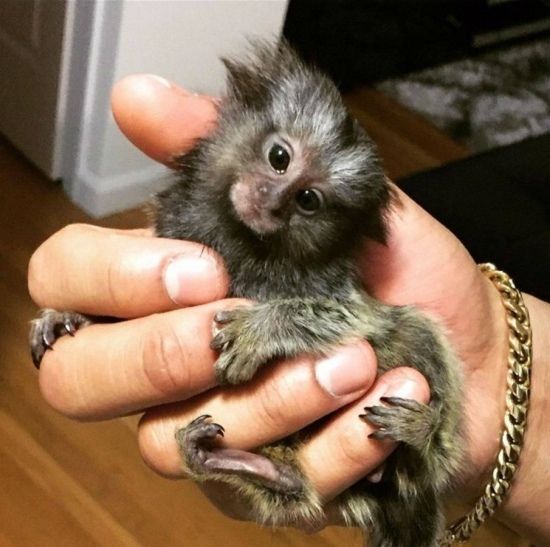 Capuchins Monkey Animals For Sale Houston, TX 280041