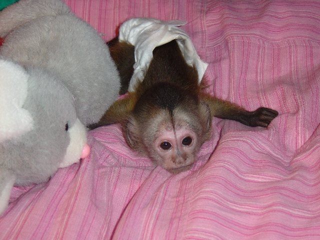 Capuchins Monkey For Sale In Indiana 144 Petzlover