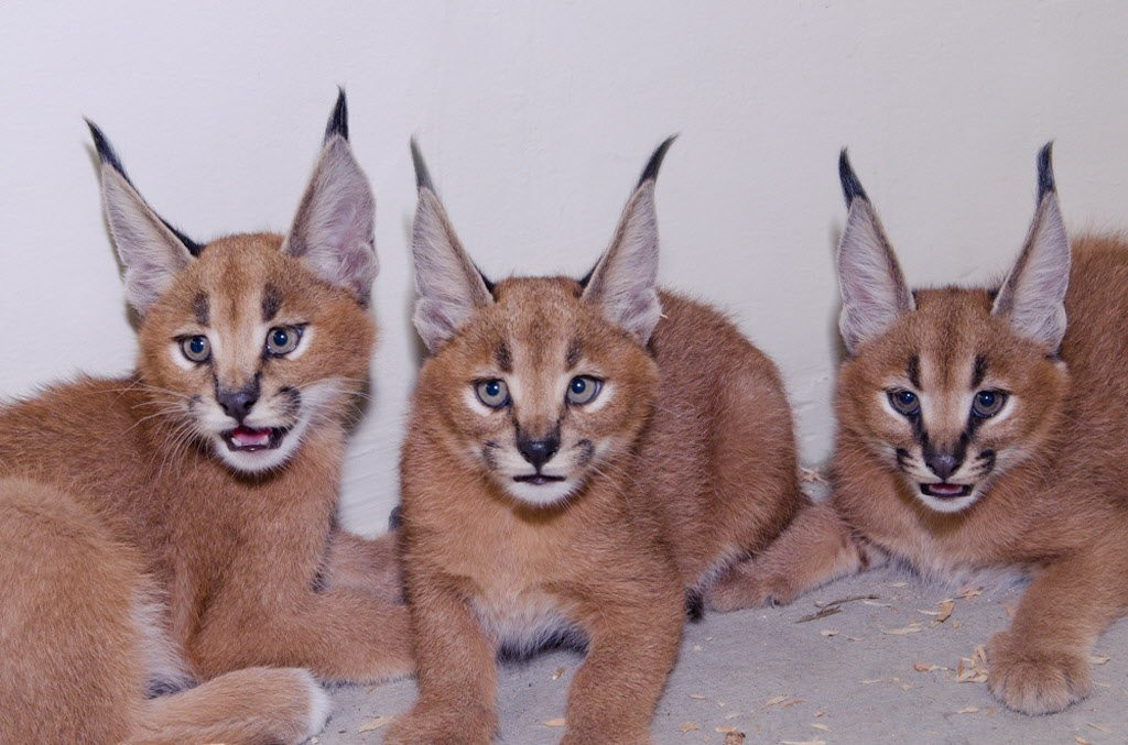 Cats, Caracal and For sale.